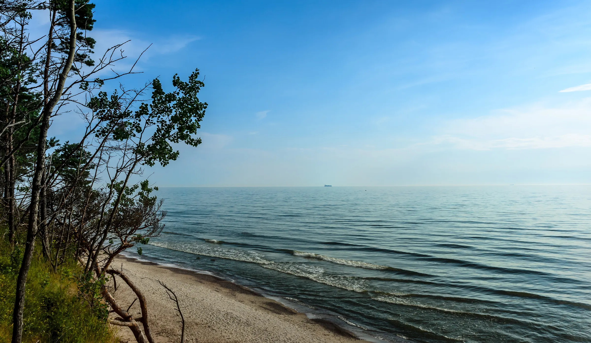 Pines on the cliff above an empty beach near Karklė